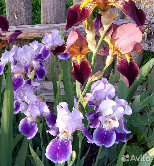 Ирисы бородатые сортовые