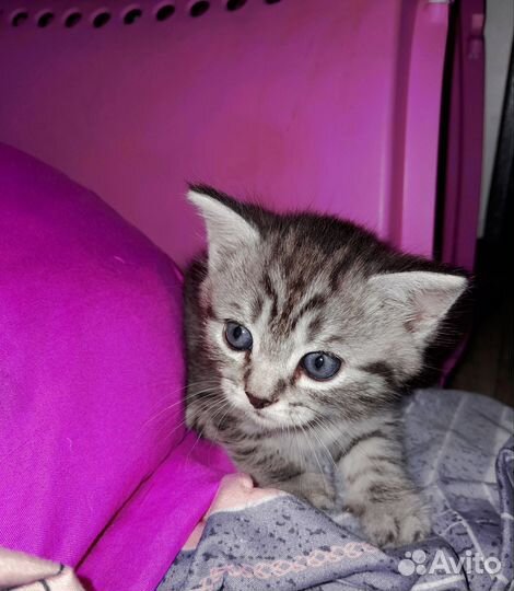 Шотландская кошка