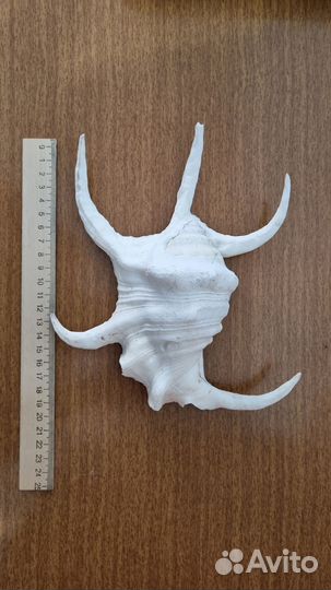 Ракушка в аквариум