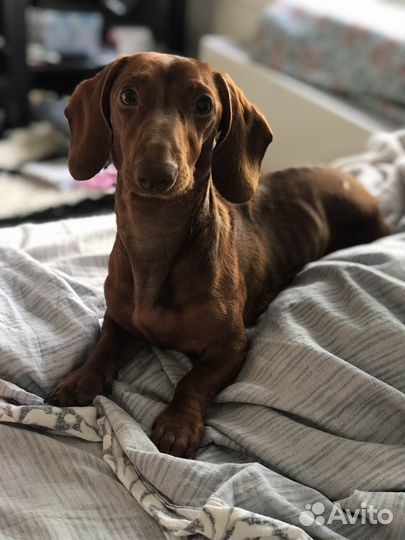 Кроличья такса случка вязка