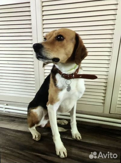 Чиж мечтает о доме и любящей семье