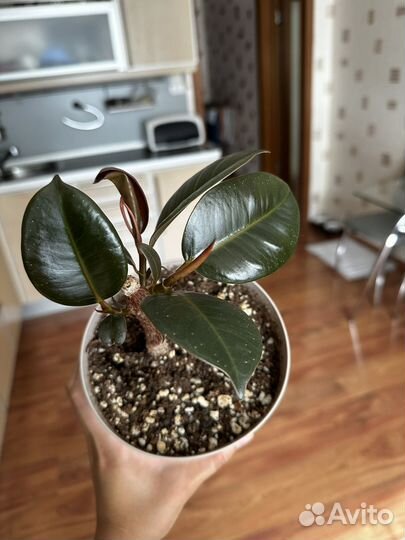 Фикус, сингониумы