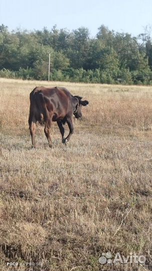 Коровы дойные молочные