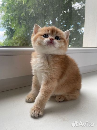 Котенок Золотая Шиншилла