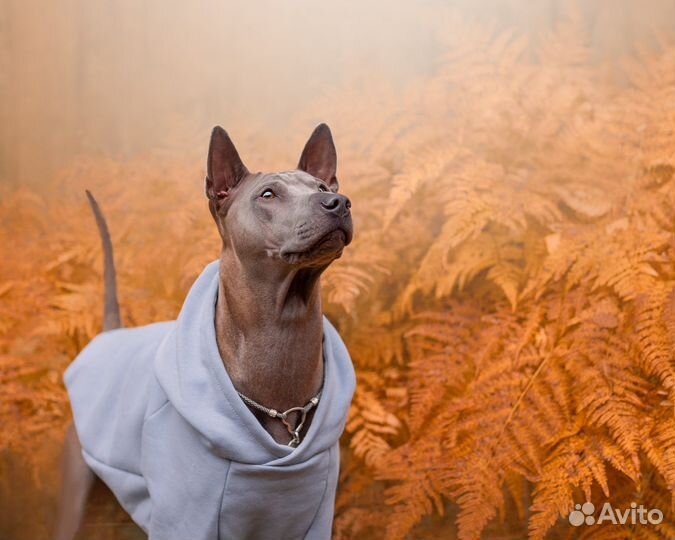 Фотограф-анималист