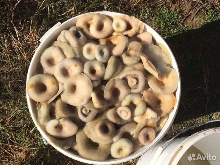 Грибы Грузди соленые настоящие