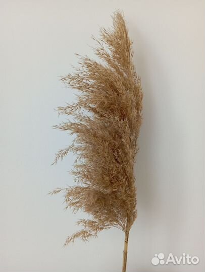 Сухоцветы камыш, пампасная трава кортадерия