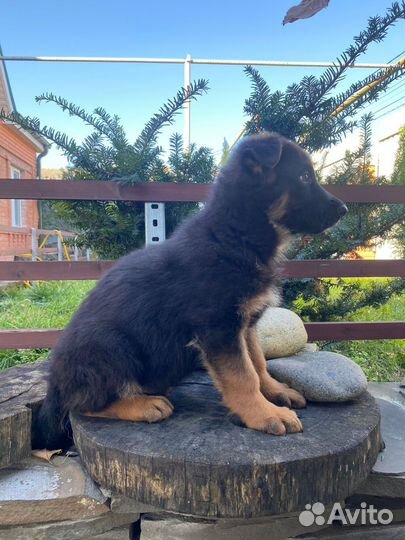 Немецкая овчарка