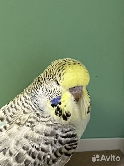 Попугай волнистый выставочный птенцы