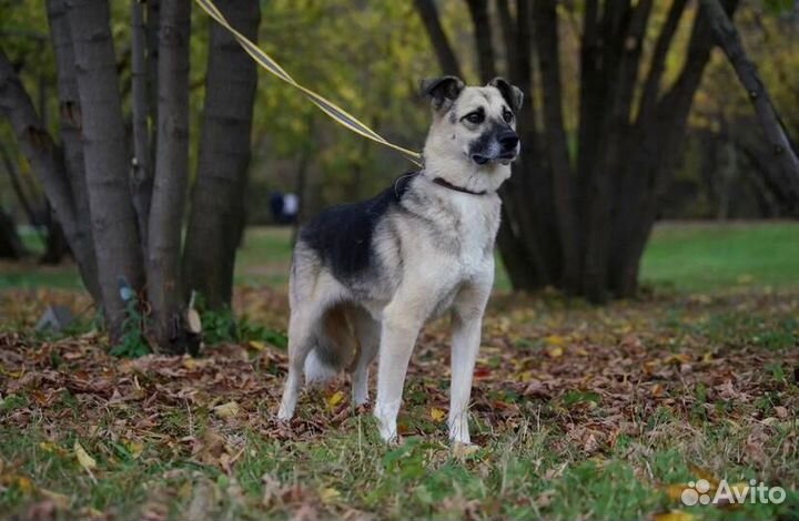 Я буду самым верным. Возьми меня