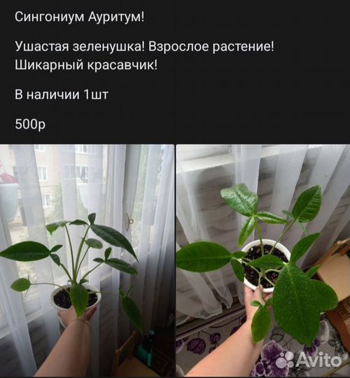 Сингониум
