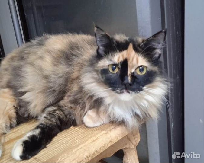 Кошке нужны хозяева