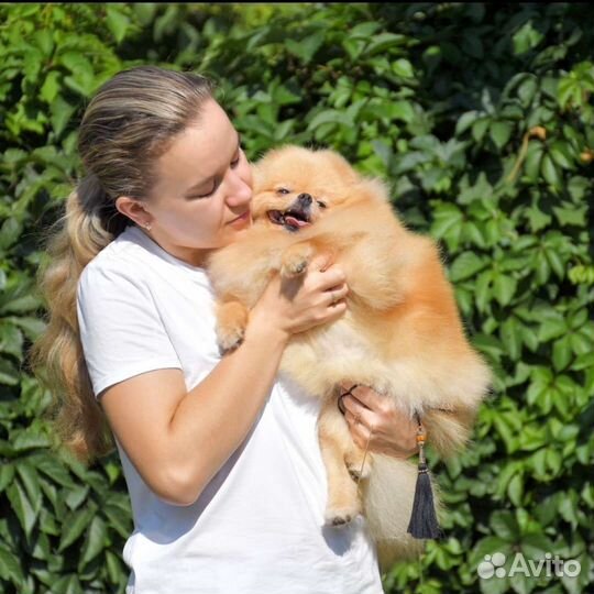 Услуги профессионального хендлера