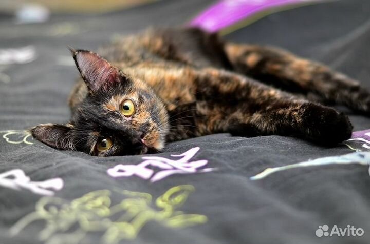 Черепаховая кошка Мура в добрые руки