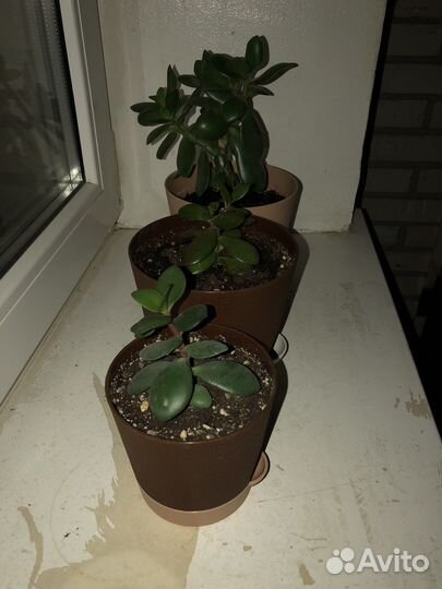 Красула толстянка, денежное дерево