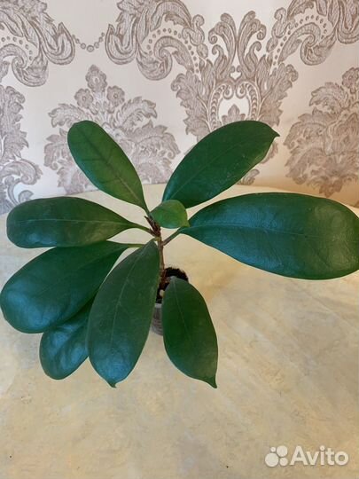 Фикусы набор