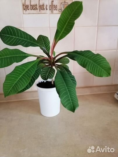 Молочай беложильчатый