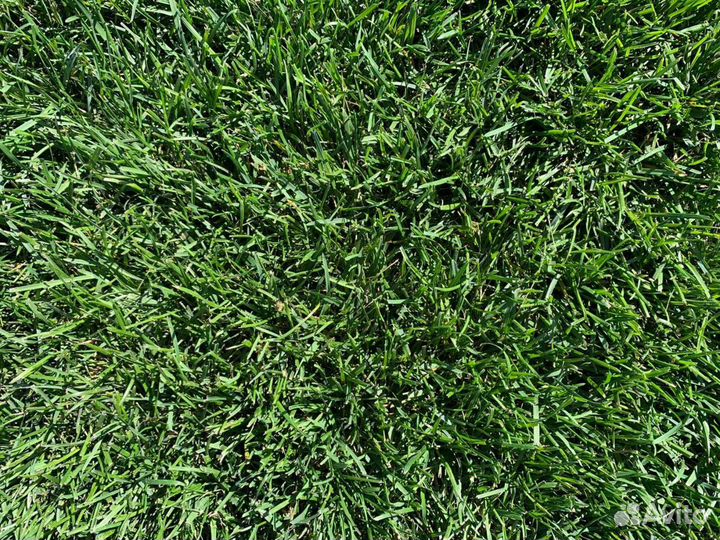 Рулонный газон