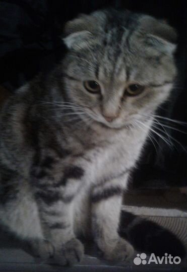 Кот котик вислоухий 8месяцев