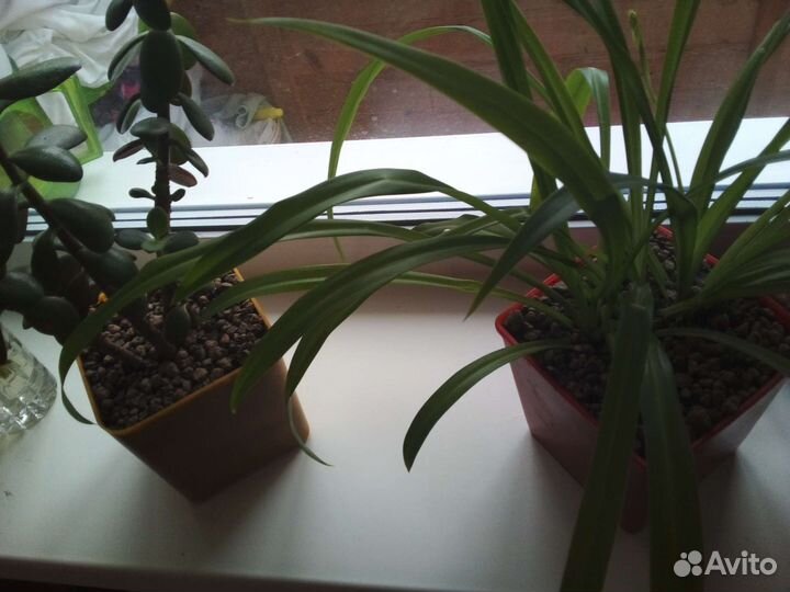 Хлорофитум