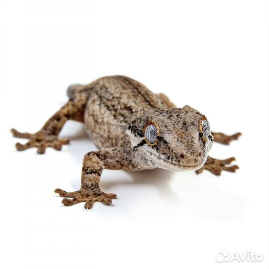 Rhacodactylus auriculatus Геккон новокаледонский