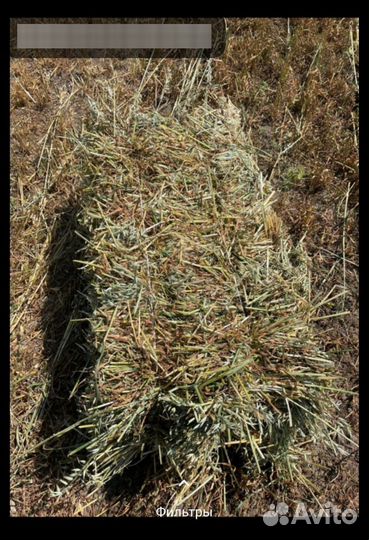 Овёс сено