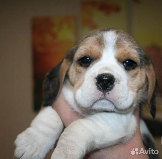 Щенки бигль