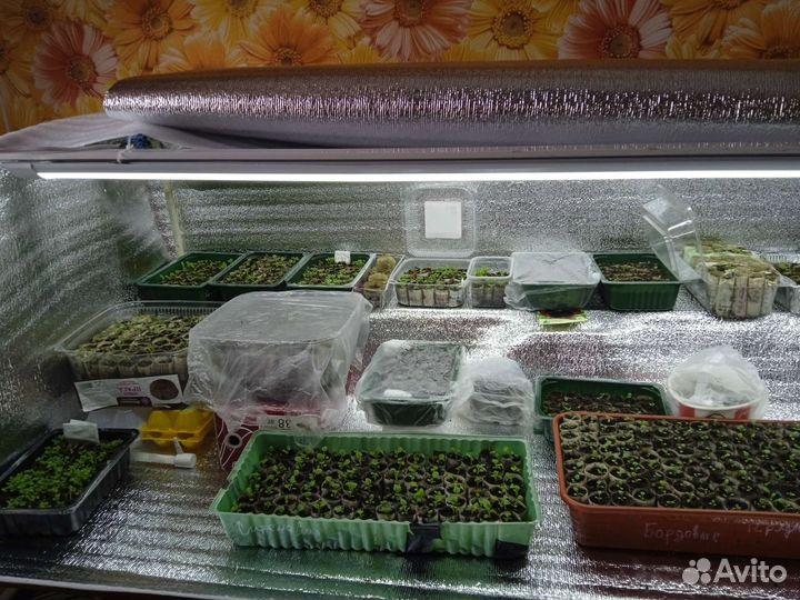 Крепкая рассада