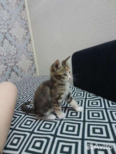 Котенок девочка) 2 мес