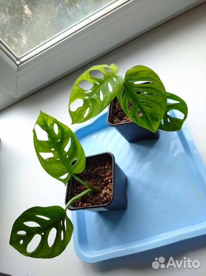 Монстера Манки Маск