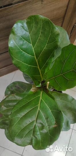 Фикус Лирата Колумнарис