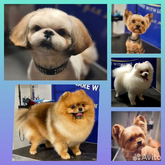 Грумер.Стрижка кошек и собак