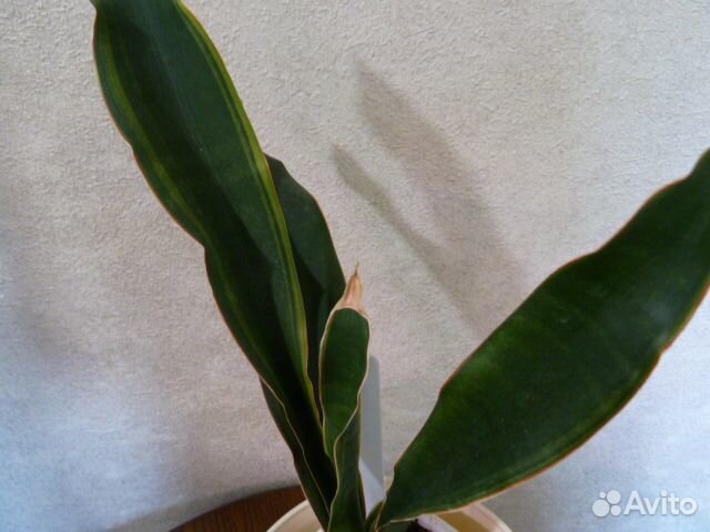 Сансевиерии и редкие домашние растения