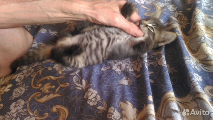 Бенгальский котенок мальчик