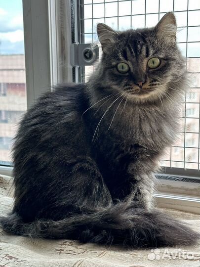 Кошечка Мася ищет дом