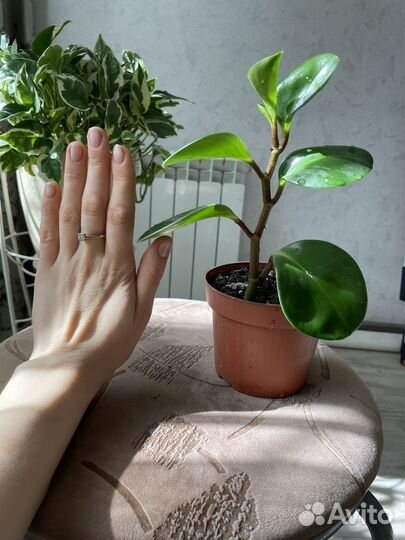 Пеперомия туполистная