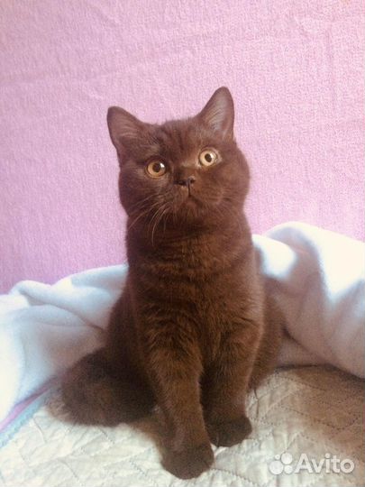 Британские котята редких окрасов