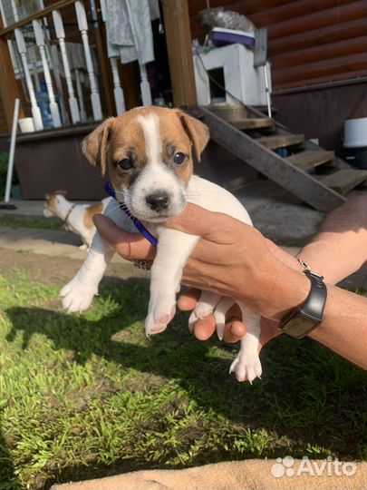 Щенки джек рассел терьер