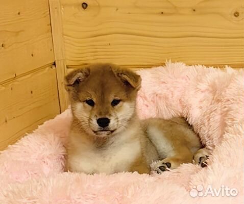 Сиба ину - щенки