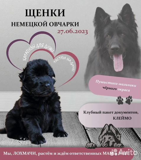 Щенки чёрной немецкой овчарки длинношёрстной