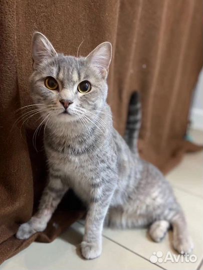 Ласкуша Симма, 1 год. Привезем