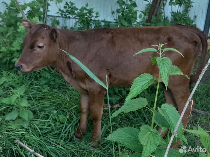 Корова с телёнком