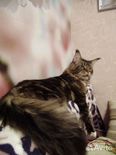 Кот мейн кун ищет подругу для вязки