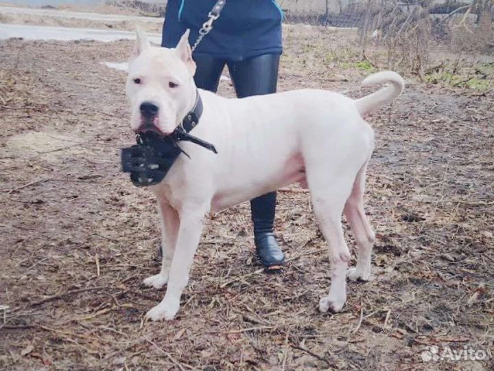 Аргентинский дог в добрые руки