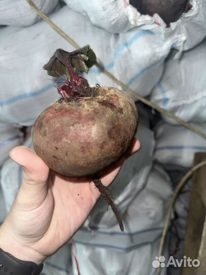 Свекла оптом