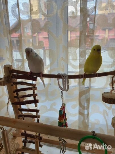 Волнистые попугаи пара