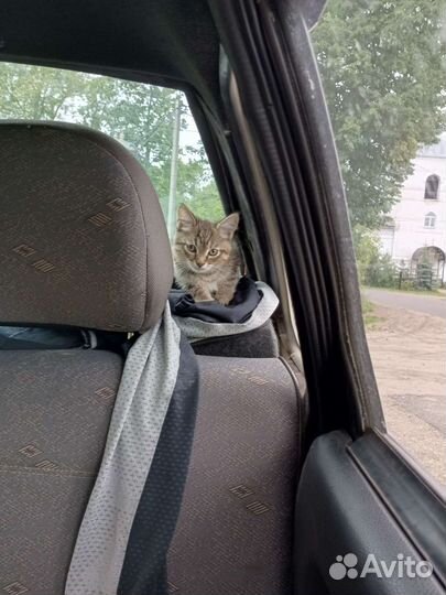 Кошка в дар бесплатно