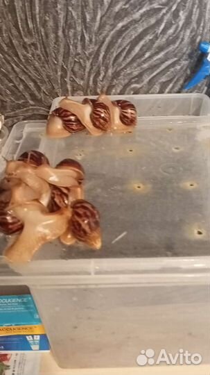 Улитки ахатины