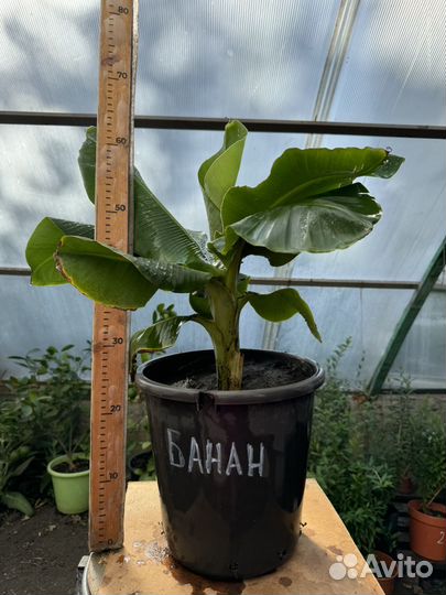 Банан карлик Кавендиш (Банановая пальма)