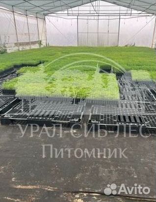 Голубая ель с зкс сеянцы